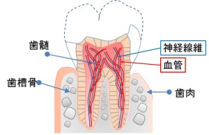 残根　歯周病専門医